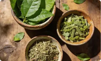 Gymnema Sylvestre